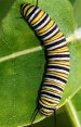 Caterpillar Patterned Printed Spandex Lycra Costume